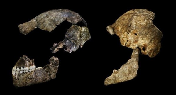 Restos del Homo Naledi. | WITS UNIVERSITY
