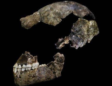 Homo naledi, un nuevo ancestro humano que enterraba a sus muertos