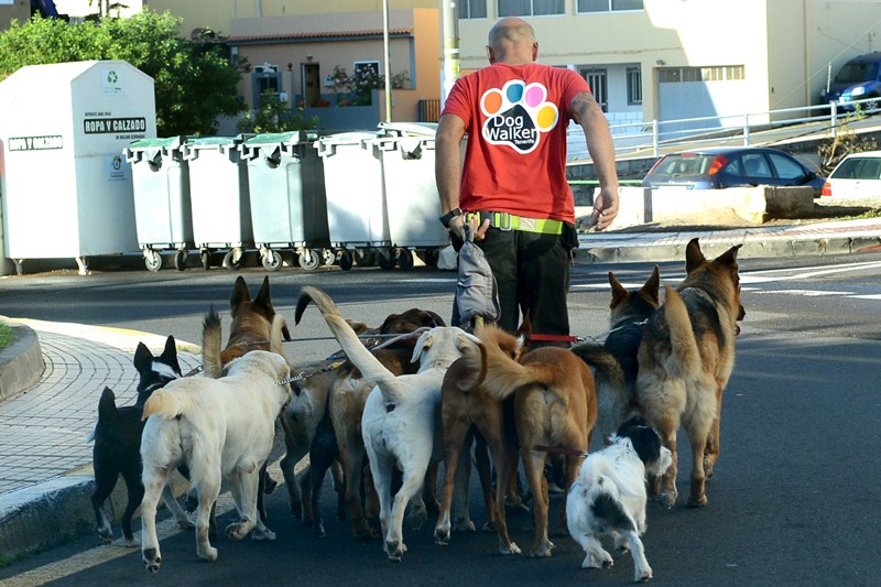 La presencia de paseadores de perros es una muestra de la elevada población de mascotas en Candelaria. / SERGIO MÉNDEZ