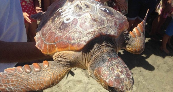 Se calcula que el 52% de las tortugas del planeta ha ingerido plásticos en el mar. | DA
