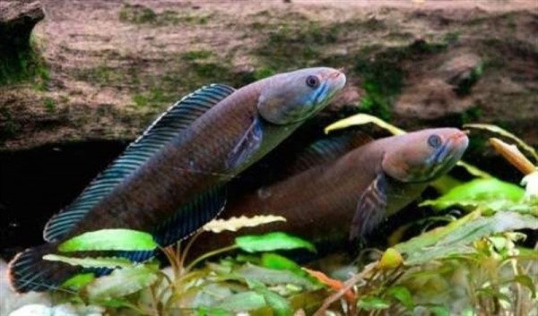 Dos ejemplares del pez que camina. | WWF/HENNING STRACK HANSEN