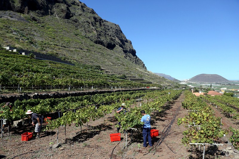 Imagen de la cosecha de este año en viñedos del municipio de Garachico. / DA