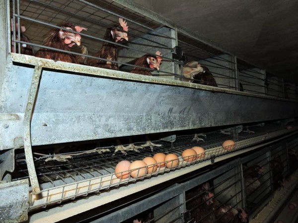 Las gallinas se encuentran en un habitáculo adaptado a la normativa europea. | NORCHI