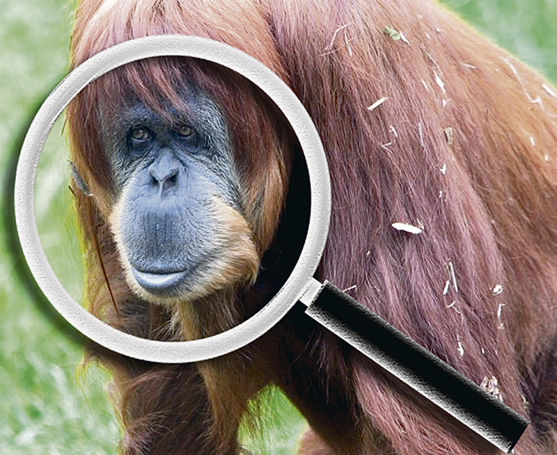 orangutanes colorados 1