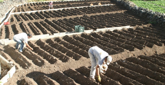 La cosecha de papas en Canarias caerá hasta un 60% si continúa la sequía