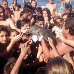 Los turistas sacaron del agua al delfín malherido para sacarse fotos con él. | DA