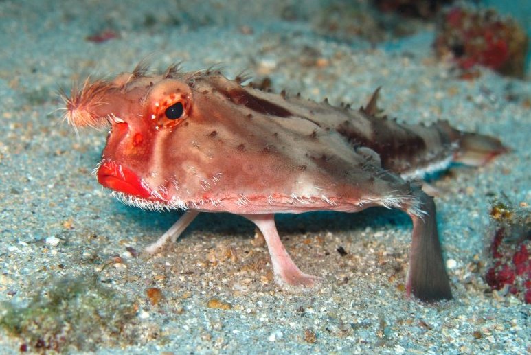 El malhumorado pez murciélago de labios rojos, Ogcocephalus darwini 6