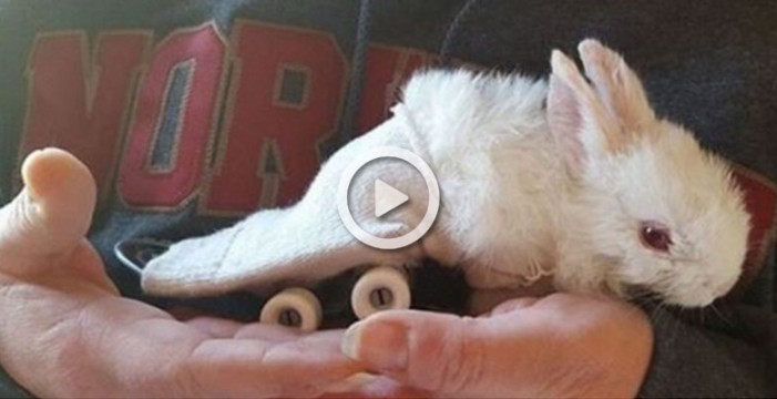 Un bebe conejo con parálisis se mueve usando un skateboard