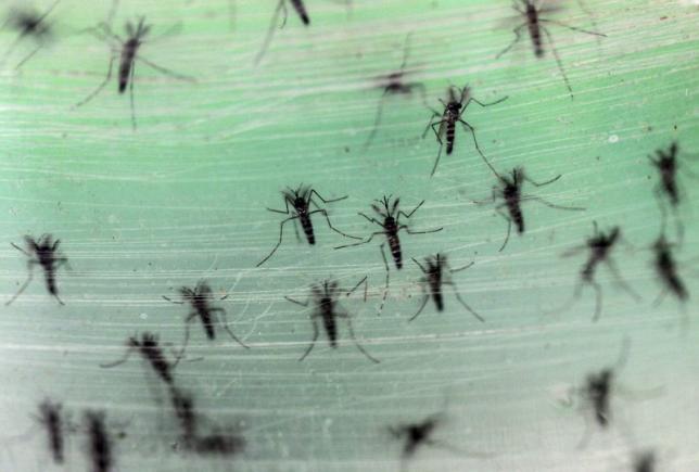 Mosquito Aedes aegypti, causante del zika. / REUTERS