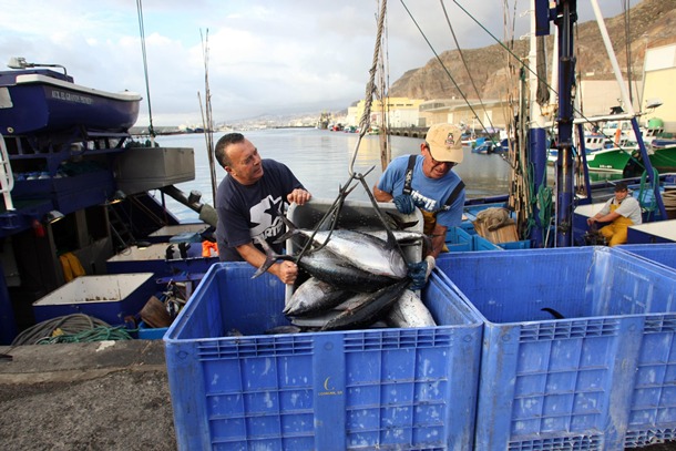 Unas 1.200 familias canarias viven de la pesca del atún. / DA