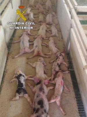 Lechones sacrificados. / EUROPA  PRESS/ GUARDIA CIVIL