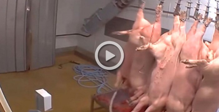 Un vídeo escandaliza a Francia por maltrato animal en una granja 