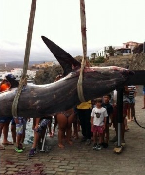 Capturan un gran tiburón en la costa del Porís de Abona