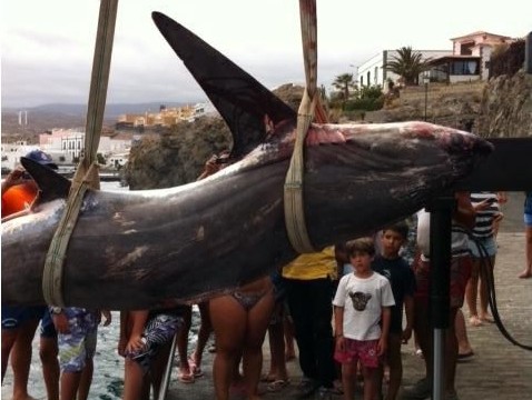 Piden un santuario de tiburones en Canarias para evitar "brutal explotación"