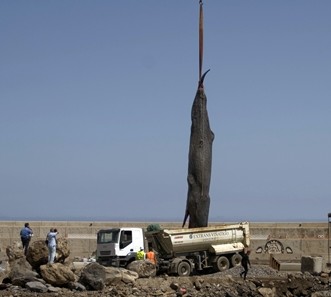 Rescatan un cachalote muerto de más de 12 metros en la costa norte de Tenerife