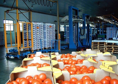 El sector del tomate acuerda con el Gobierno canario elaborar un nuevo plan estratégico para la exportación