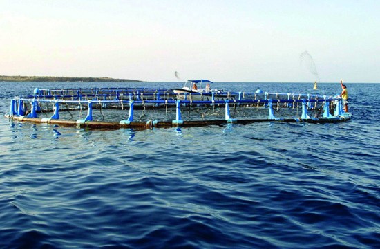 El Gobierno canario destina dos millones de euros en ayudas a la acuicultura