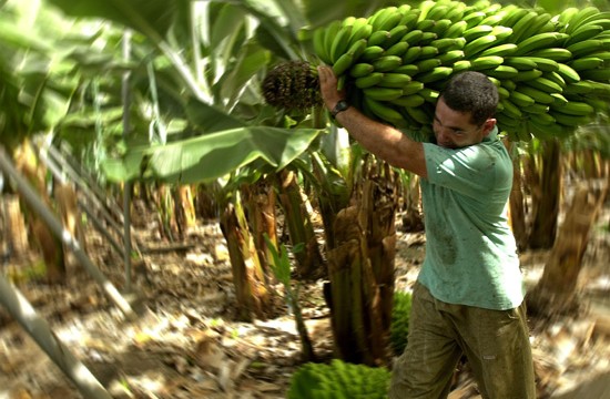 El PSOE protege al plátano canario en los acuerdos de la UE con América