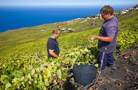 El sector vitivinícola denuncia el “abandono” de la administración