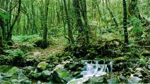 La Unesco declarará en julio a La Gomera Reserva de la Biosfera