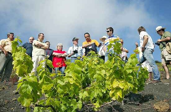 Canarias selecciona levaduras autóctonas para su uso en el vino