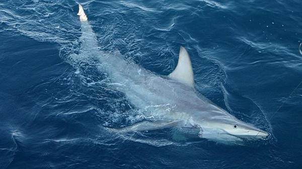 Descubren tiburones híbridos en Australia