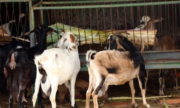 Roban 35 cabras de una cuadra del Cabildo de El Hierro