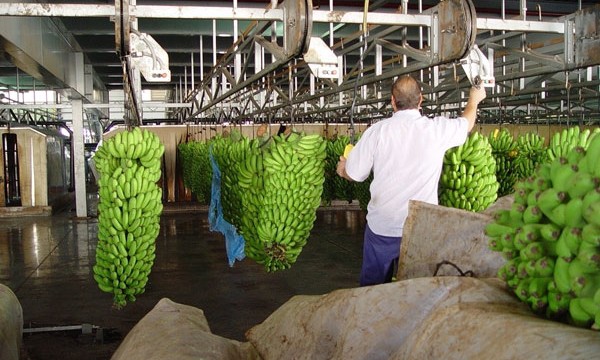 Asprocan aboga por evitar “guerras internas” para asegurar la defensa del Plátano de Canarias