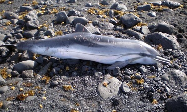 Aparece muerto un delfin en una playa de Yaiza (Lanzarote)