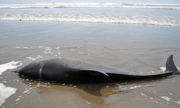 Misteriosa muerte de casi 900 delfines en las costas peruanas este año