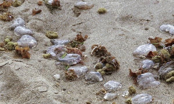 La llegada de medusas a Canarias es "brutal"