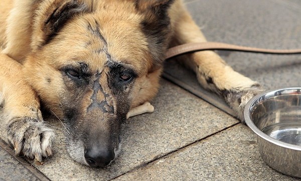 Las denuncias por malos tratos a perros suben hasta 585 en 2013 en Canarias