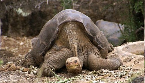 Muere la última tortuga gigante de las Islas Galapagos