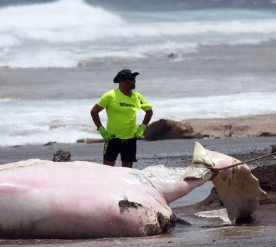 Aparece en la costa de Granadilla una ballena de unos 4.000 kilos