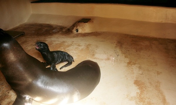 Nace un nuevo león marino en Oasis Park