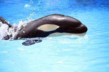 Nace "Vicky", la nueva orca del Loro Parque