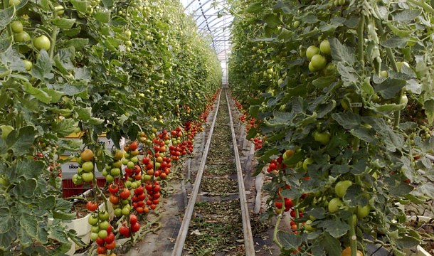 Canarias exportó 4 toneladas menos de frutas y hortalizas
