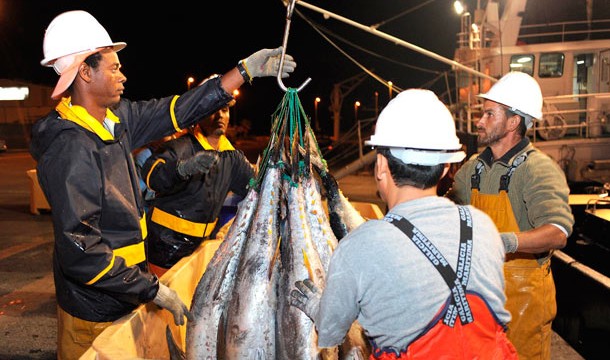 Los oceanógrafos respaldan que se pesque más atún rojo en Canarias