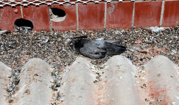 Las palomas en el CEIP La Vera ponen en jaque al Gobierno local