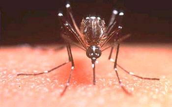Varios estudios descartan la presencia del mosquito transmisor del dengue en Canarias 