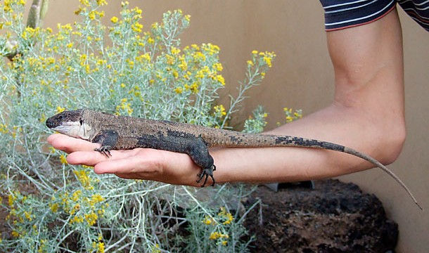Crece la familia del lagarto gigante en cautividad