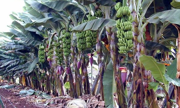 El 70 % de la superficie agraria de Canarias se concentra en la provincia de Santa Cruz de Tenerife
