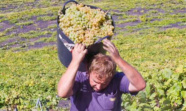 El sector vinícola local logra vender toda su producción