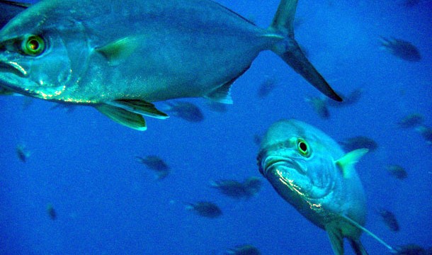 El descontrol de la pesca deportiva impide frenar los brotes de ciguatera en Canarias