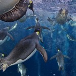 Pinguino emperador. Ross Sea, de Paul Nicklen (National Geographic Magazine). / DA