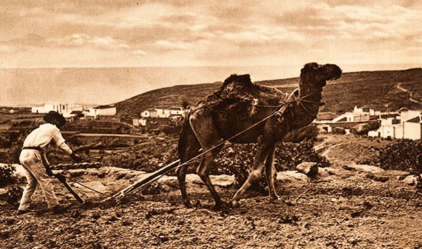 El caso de la exportación de camellos canarios a Australia, en 1840