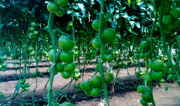 El tomate de exportación “tiene los días contados” si no se actúa ya