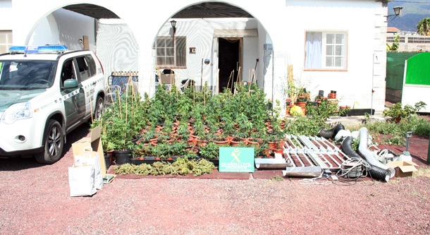 Desmantelan un laboratorio con 184 plantas de marihuana en Güímar