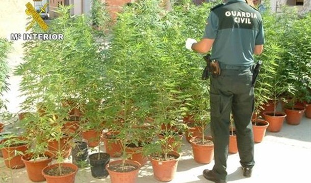 La asociación de Canarias de cannabis revindica la regularización del cultivo
