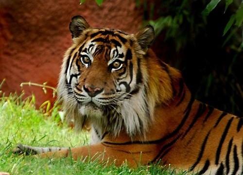 Un tigre muerde el brazo a una cuidadora del zoo en Oklahoma